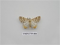 藏品(尺蛾328)的圖片